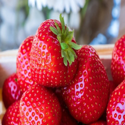 FRAISES 1L