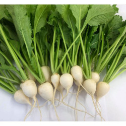 RABIOLE EN BOTTE BIO