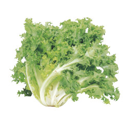 LAITUE CHICORÉE BIO
