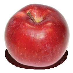 POMME SPARTAN BIO 2LB