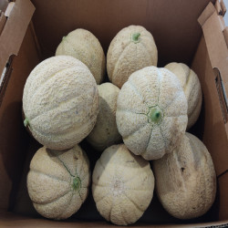 MELON CANTALOUP