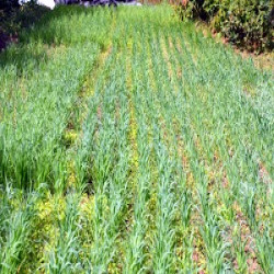 ENGRAIS VERTS: AVOINE BIO