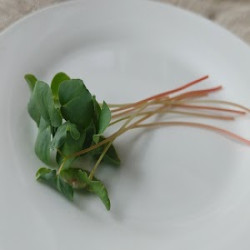SARRASIN (50G)