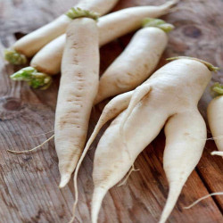 RADIS DAIKON BIO