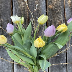 TULIPE
